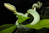 Green jararaca (Bothrops bilineatus), Saül, French Guiana.