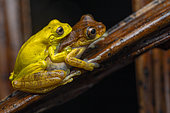 Lesser Tree frog amplexus (Dendropsophus minutus), Montagne de Kaw, French Guiana.