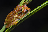 Amplexus of orange-toed tree frog (Dendropsophus sp.1), Régina, French Guiana.