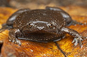 Brown Egg Frog (Ctenophryne geayi), Montsinéry, French Guiana.