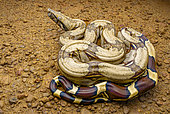 Boa constrictor (Boa constrictor) young boa crossing laterite track, Bélizon track, Régina, French Guiana.