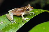 Snouted Tree frog (Scinax sp.2) male singing on a leaf, Montsinéry, French Guiana.