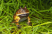 Amazonian Horned frog or Pacman (Ceratophrys cornuta) Male singing in an explosively-breeding pond, Montagne de Kaw, French Guiana.