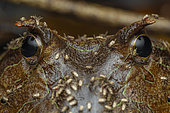 Amazonian Horned frog or Pacman (Ceratophrys cornuta) Individual in close-up with numerous mosquitoes, Montagne de Kaw, French Guiana.