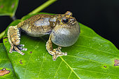Interior treefrog (Dendropsophus melanargyreus) Singing male near pond, Régina, French Guiana.