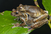 Amplexus of Interior tree frog (Dendropsophus melanargyreus), Régina, French Guiana.