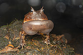 Amazonian Horned frog or Pacman (Ceratophrys cornuta) Male singing in an explosively-breeding pond, Montagne de Kaw, French Guiana.