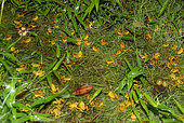 Explosive breeding of Leprieur's treefrog (Osteocephalus leprieurii) thousands of individuals gather to breed in an explosive breeding pond, Montagne de Kaw, French Guiana.