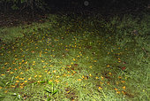 Explosive breeding of Leprieur's treefrog (Osteocephalus leprieurii) thousands of individuals gather to breed in an explosive breeding pond, Montagne de Kaw, French Guiana.