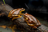 Surinam golden-eyed Tree frogs (Trachycephalus coriaceus), Régina, French Guiana.