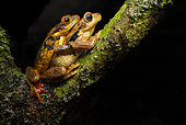 Amplexus of Surinam golden-eyed Treefrog (Trachycephalus coriaceus) Amplexus on the edge of a pond, Régina, French Guiana.
