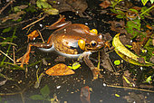 Surinam golden-eyed Tree frog (Trachycephalus coriaceus). Singing male in a pond, Régina, French Guiana