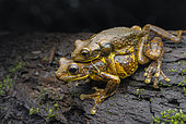 Veined tree frog (Trachycephalus typhonius) amplexus. Individuals on the move in the pond to breed, Régina, French Guiana.
