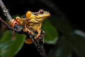 Surinam golden-eyed Tree frog (Trachycephalus coriaceus). Singing male near pond, Régina, French Guiana