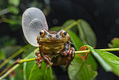 Surinam golden-eyed Tree frog (Trachycephalus coriaceus). Singing male near pond, Régina, French Guiana