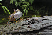 Interior treefrog (Dendropsophus melanargyreus), French Guiana. Singing male in pond, Régina, French Guiana