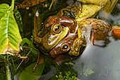 Surinam golden-eyed Tree frog fight (Trachycephalus coriaceus), Régina, French Guiana