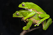 Monkey frog amplexus (Phyllomedusa bicolor), Régina, French Guiana