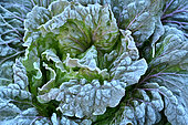 Frosted Batavia heart (Lactuca sativa), Jardin Potager, Hérault, France