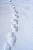 Tracks in the snow Massif du Caroux et de l'Espinou, Hérault, France