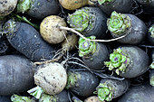 Harvest of Navets boules d'or and Navets Noirs De Pez ( Dit De Pardaillan) - Brassica rapa L. subsp. rapa, Jardin Potager, Hérault, France