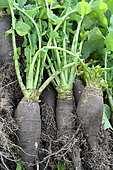 Harvest of Navets Noirs De Pez ( Dit De Pardaillan) - Brassica rapa L. subsp. rapa, Jardin Potager, Hérault, France