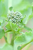 Young heads of broccoli - Brassica oleracea, Jardin Potager, Hérault, France