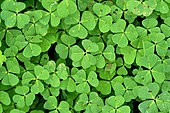 Leaves of Oxalide Corniculée, top view - Oxalis corniculata, Jardin Potager, Hérault, France