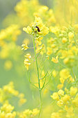 Inflorescence of Navets Noirs De Pez ( Dit De Pardaillan) - Brassica rapa L. subsp. rapa, Jardin Potager, Hérault, France