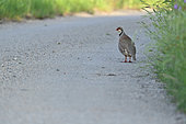Red partridge (Alectoris rufa) on a road, Hérault, France