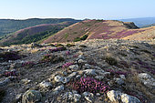 View of the Serres du Mayne in the Massif du Caroux et de l'Espinouse, Hérault, France