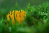Calocère visqueuse (Calocera viscosa) dans la mousse, Forêt de l'Espinouse, Massif du Caroux et de l'Espinousse, Hérault, France