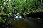 Boralde de Saint-Chély-d'Aubrac stream at slow speed, Forêt Domaniale d'Aubrac Aveyron, France