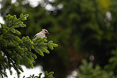 Bohemian Waxwing (Bombycilla garrulus) on a conifer, Kuhmo region, Finland