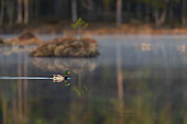 Mallard (Anas platyrhynchos) Male in breeding plumage on a small lake in the middle of the Finnish taiga.