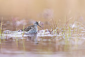 Wood Sandpiper (Tringa glareola), feeding on a small lake in the Varanger Tundra, Norway.