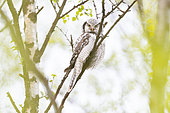 Northern Hawk-Owl (Surnia ulula) adult placed on a small birch in one of the rare Varanger woods in Norway.