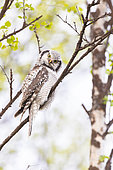 Northern Hawk-Owl (Surnia ulula) adult placed on a small birch in one of the rare Varanger woods in Norway.