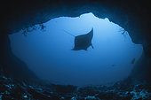 Giant Mantis (Manta birostris) against the light at the entrance to the south boat pass cave at 55 meters depth. On the right, a stingray can also be seen on the edge. Mayotte