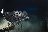 Blotched fantail ray (Taeniura meyeni), Cave stingray swimming in an underwater cave at a depth of 60 meters. Mayotte
