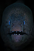 Portrait of Giant moray (Gymnothorax javanicus), S-shaped pass, Mayotte