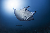 Reef manta rays (Mobula alfredi) at the gateway to the Twilight zone. Magnificent encounter with these two manta rays at a depth of just over 40 meters in the passe aux bateaux to the south of Mayotte.