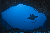 Two reef manta rays (Mobula alfredi) circling above the entrance to the south boat pass cave, a diver can be seen on the left of the photo to appreciate the size of the rays and the cave entrance. Mayotte