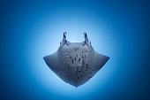 Beautiful reef manta ray (Mobula alfredi) eclipsing the sun at a depth of 40 meters in the boat pass. Mayotte