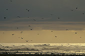 A flock of terns flying alongs the coast at Rasperpunt Agulhas (L'Agulhas) Overberg, Western Cape. South Africa