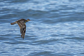 An Eurasian whimbrel, white-rumped whimbrel or common whimbrel (Numenius phaeopus) flying over water. Agulhas (L'Agulhas), Overberg, Western Cape. South Africa