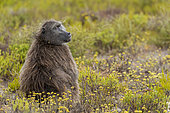 A chacma baboon or Cape baboon (Papio ursinus) sitting amongst the fynbos in the rain at De Hoop Nature Reserve, Overberg, Western Cape. South Africa.