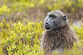 A chacma baboon or Cape baboon (Papio ursinus) sitting amongst the fynbos in the rain at De Hoop Nature Reserve, Overberg, Western Cape. South Africa.