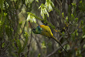 An orange-breasted sunbird (Anthobaphes violacea) feeding on nectar on a Nine-pin heath or rooiklossieheide (Erica mammosa). Betty's (Bettys) Bay. Whale Coast. Overberg. Western Cape. South Africa.