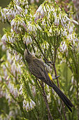 A Cape sugarbird (Promerops cafer) feeding on nectar on a Nine-pin heath or rooiklossieheide (Erica mammosa). Betty's (Bettys) Bay. Whale Coast. Overberg. Western Cape. South Africa.